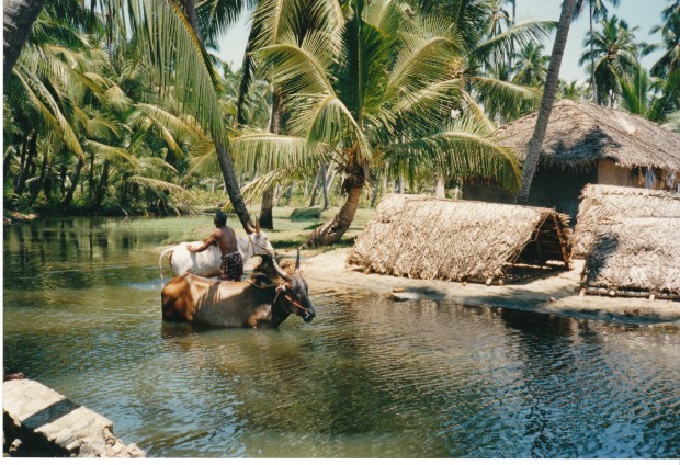 Paysan_soignant_ses_boeufs_(Kerala)
